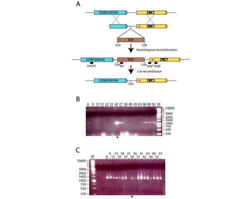 济南代孕公司多吗,北京私立试管婴儿医院排名前十？附医院成功率费用明细表