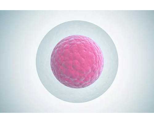 助孕供卵,儋州哪家公立医院有供卵代怀婴儿助孕技术？