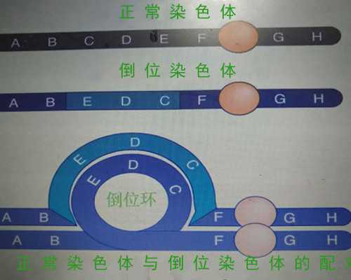 胚囊大小怎么看性别&医院提供卵子多少钱,备孕知识常用小技巧-女性男性都适用