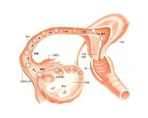 高龄借卵试管婴儿的危害