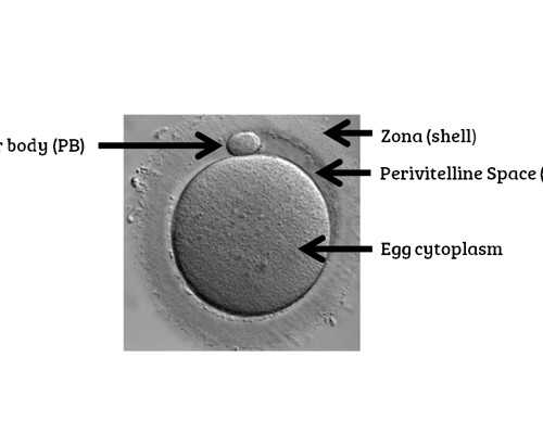 试管胚胎养囊发育慢的原因有哪些 试管养囊胚发育慢是什么原因