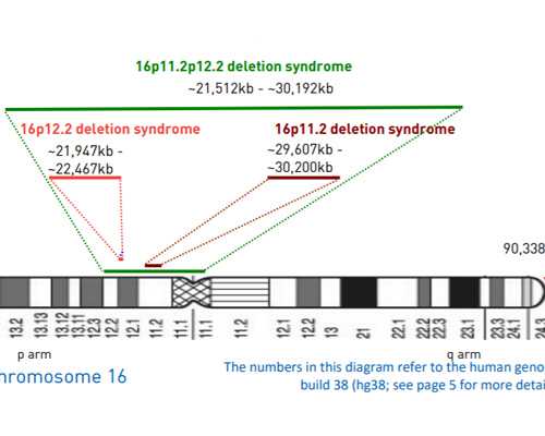 试管三代取卵后要筛查多久