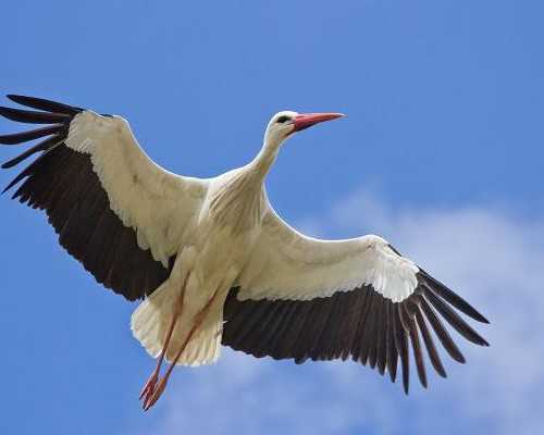 代生成功率_供卵供卵代怀网,北京人工助孕多少钱_正规供卵代怀供卵中介