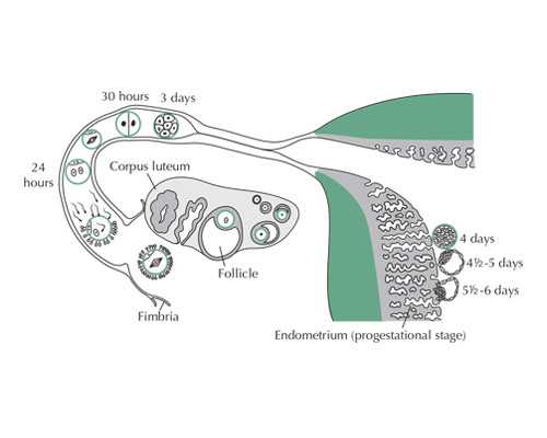 济南代怀孕家公司,山东济南哪家医院能做试管婴儿助孕了解费用、成功率，做